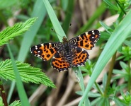 2010_0507wiosna10jzorz0212