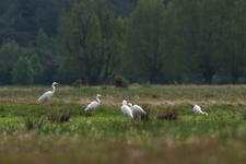 Czapla_bia_a