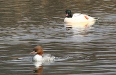 Nurog_si