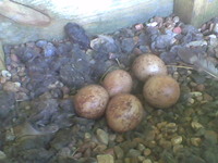 Image011