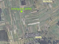 Ho_ubla_-_wiergotek_polny