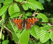 2010_0511wiosna10zz0001
