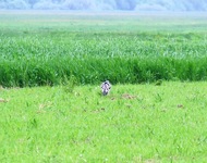 2010_0518wiosna110087