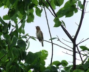 2010_0518wiosna110107