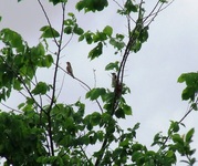2010_0518wiosna110101