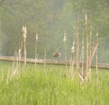Ptaki_047