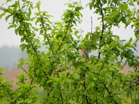 P5193062