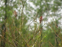 P5193073