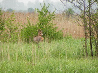 P5193068