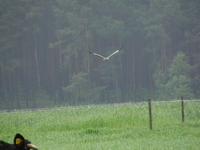 P5182976