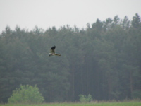 P5182974