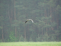 P5182969