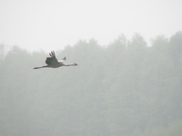 P5182979