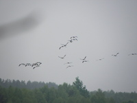 P5183014