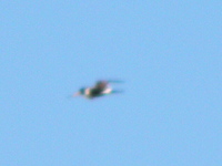 P5233891