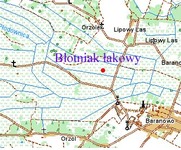 B_otniak___kowy_kopia