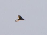 P5254235