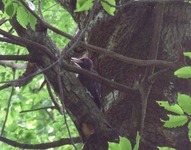 2010_0528wiosna150179