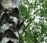 2010_0528wiosna150215