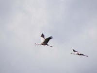 P5264298