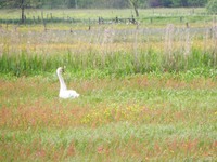 P5274396