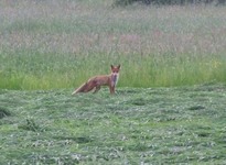 2010_0528wiosna150230