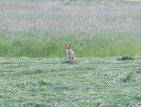2010_0528wiosna150232