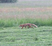 2010_0528wiosna150234
