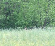 2010_0528wiosna150200