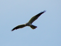 Obserwacje_doliny_omulwi_i_plodownicy_-_maj_2010_508