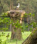 Obserwacje_doliny_omulwi_i_plodownicy_-_maj_2010_328