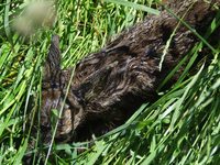 2010_0606wiosna1670032