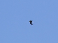 2010_0606wiosna1670019