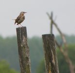 Obserwacje_doliny_omulwi_i_plodownicy_-_maj_2010_481