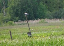 Obserwacje_doliny_omulwi_i_plodownicy_-_maj_2010_517