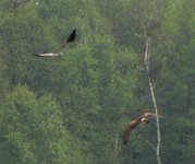 Obserwacje_doliny_omulwi_i_plodownicy_-_maj_2010_102