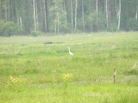 Czapla_bia_a1