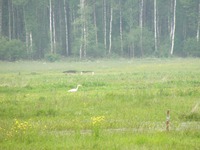 Czapla_bia_a_2