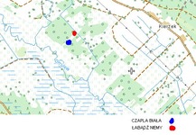 Czapla_bia_a