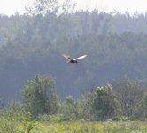 Obserwacje_doliny_omulwi_i_plodownicy_-_maj_2010_249