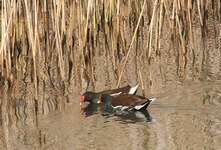Kokoszki