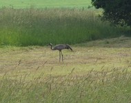 2010_0610wiosna1680009