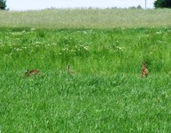 2010_0616wiosna1710116