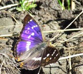 2010_0619wiosna1720167