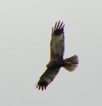 Mariew-23-06-2010_052