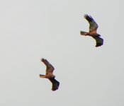 Mariew-23-06-2010_030