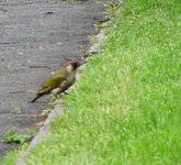 Bielany_003