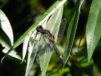 Truskaw_28.06.2010_025