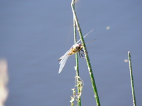 Truskaw_28.06.2010_033