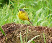 Obserwacje_doliny_omulwi_i_plodownicy_-_maj_2010_003